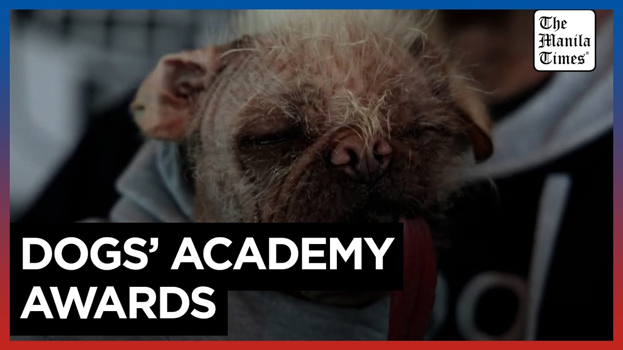 ‘Ugliest dog’ Deadpool star wins top prize at canine Oscars